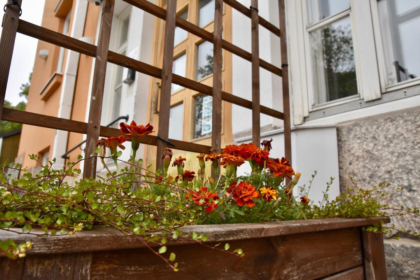 blommor framför gult hus