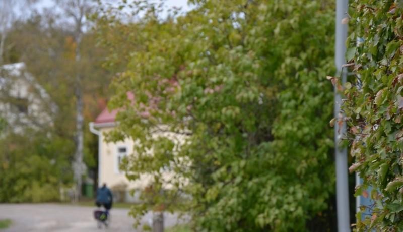 Cyklist på gata i lummigt trähuskvarter