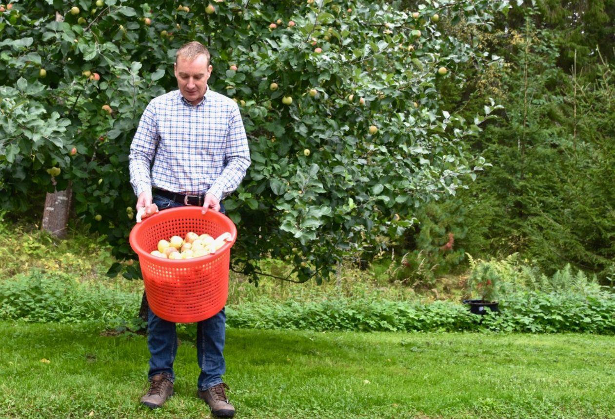 en man med potatis i en hink