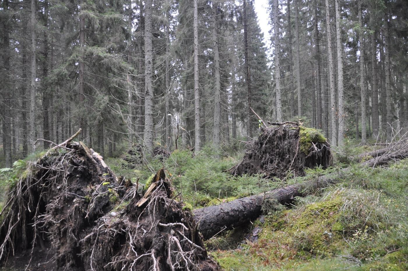 ett träd som fallit omkull i en skog