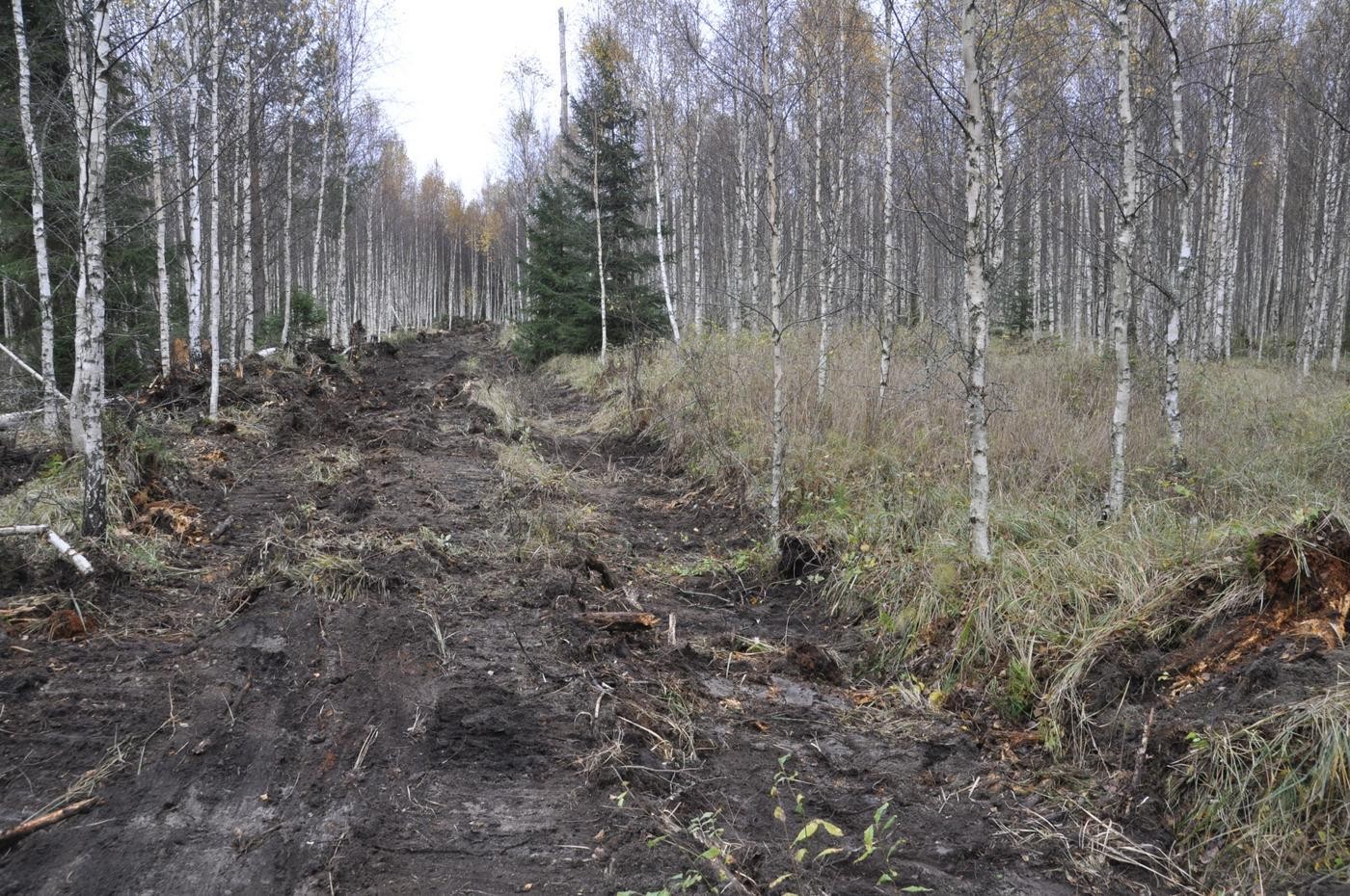 ett igenfyllt dike i en skog