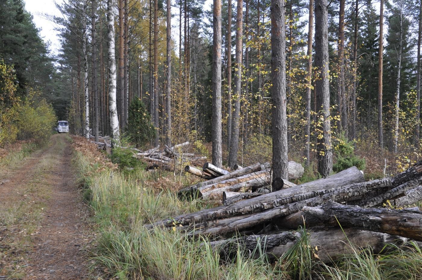högar av trädstammar längs en skogsväg