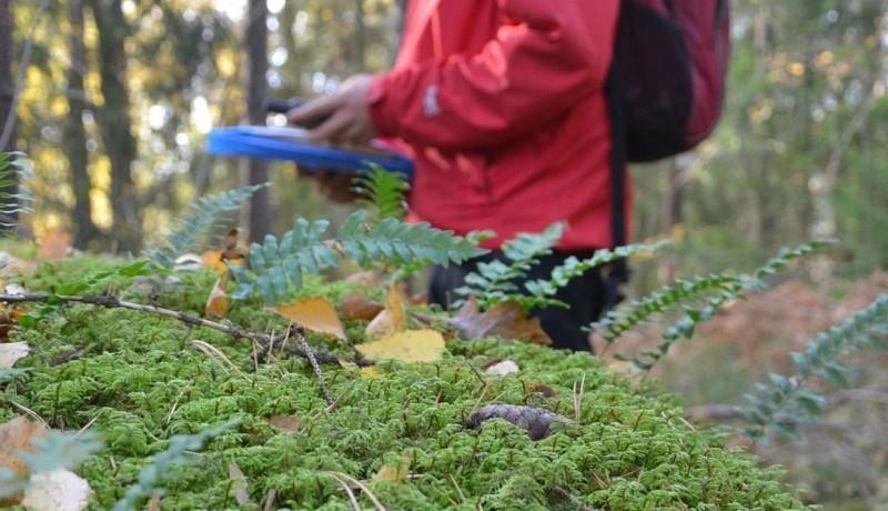 Naturskyddsområdet i Mälikkälä. Bilden är ur en ÅU artikel från några år sedan.
