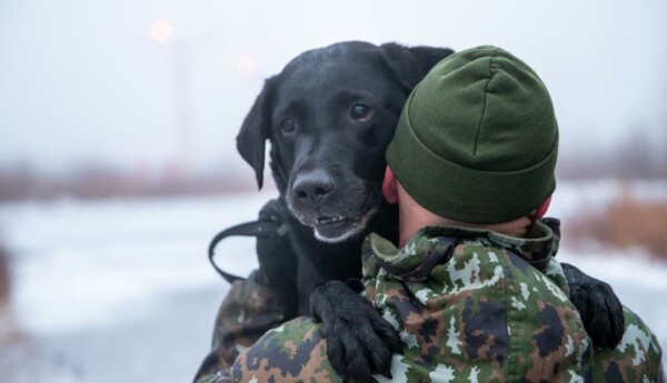 en hund