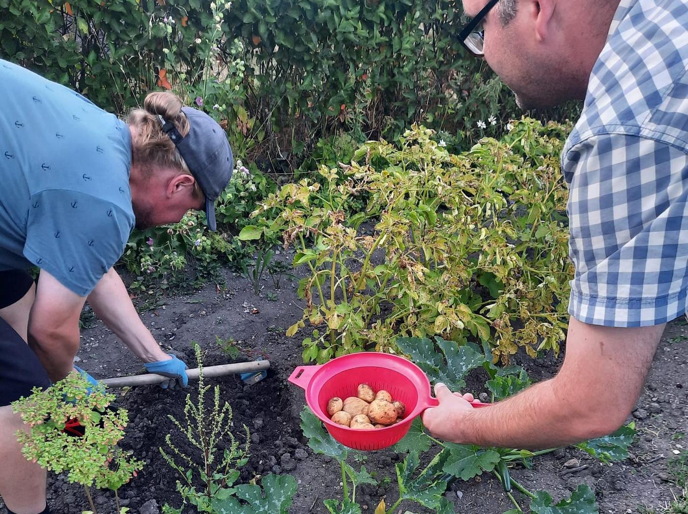 Två män tar upp potatis i trädgård