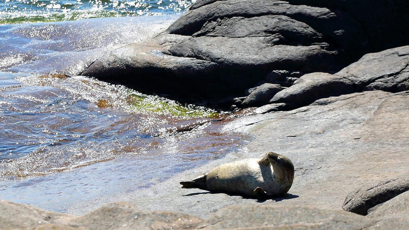 säl solar på en klippa vid havet