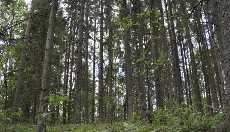 Skog