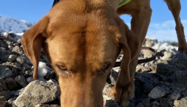 En hund som snusar på marken