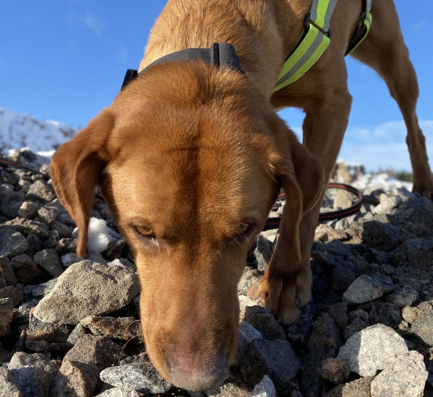En hund som snusar på marken