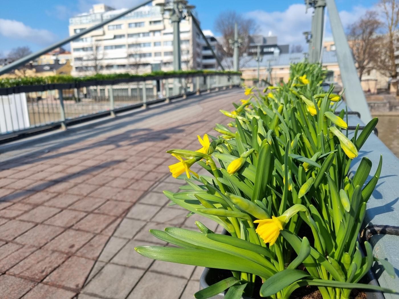 Narcisser