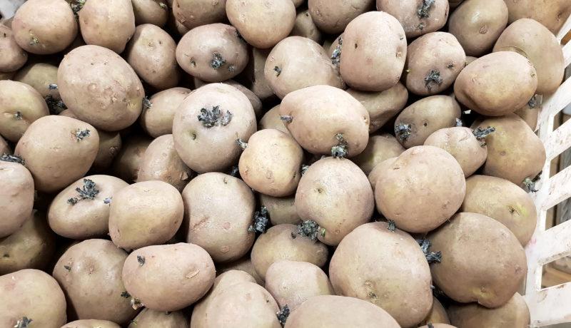låda med sättpotatis
