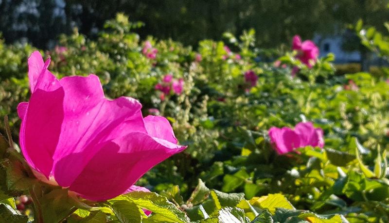 vresros som blommar