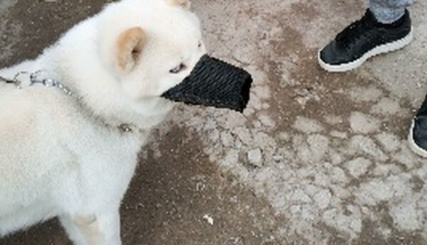 en hund