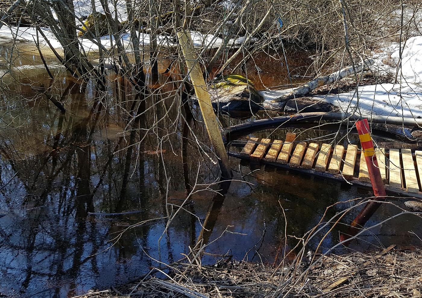 Träd står i förorenad vattenpöl med liten brygga