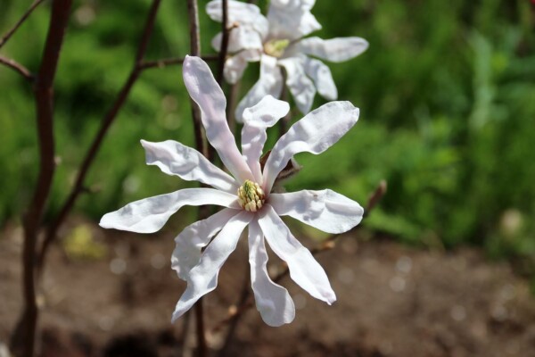 En vit blomma.