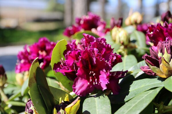 Blommor i en park.