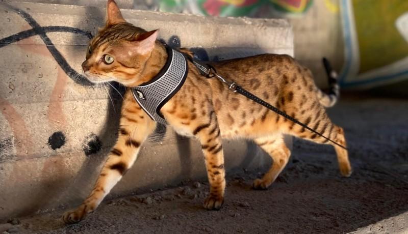 Katt
