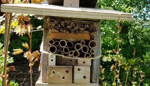 ett insekthotell i ett träd