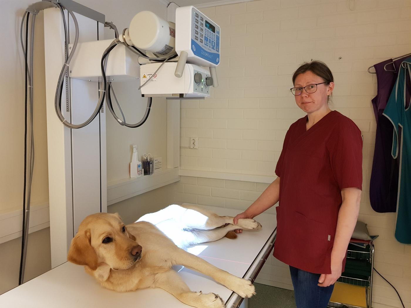 veterinär vid en röntgenapparat där en hund ligger