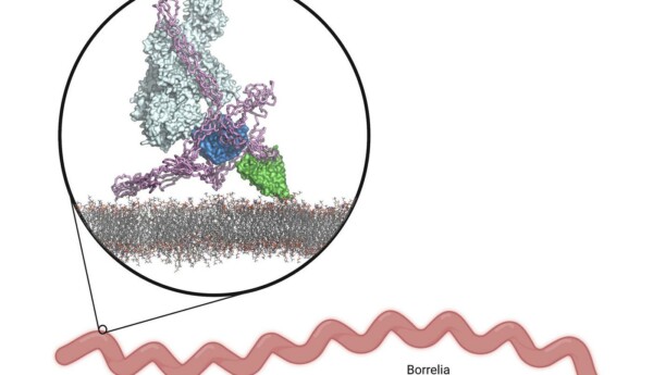 Vetenskapsbild som illustrerar hur borrelia kringgår immunsystemet