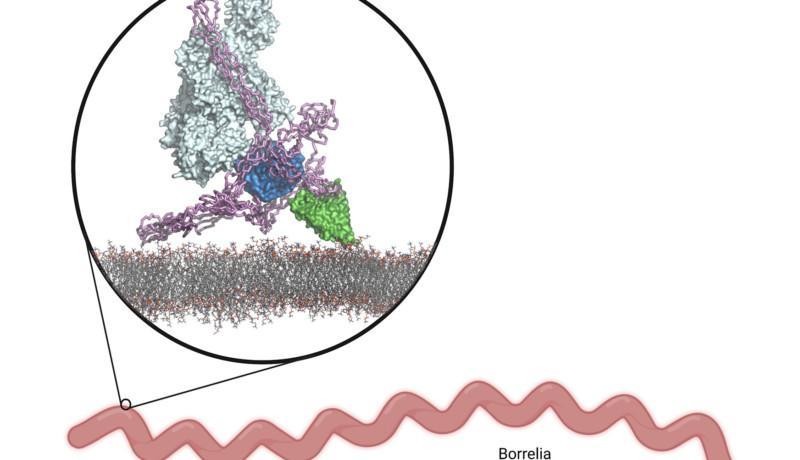Vetenskapsbild som illustrerar hur borrelia kringgår immunsystemet