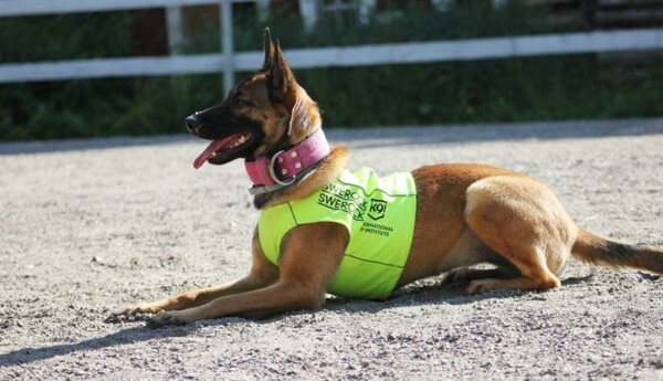 En hund iklädd reflexväst.