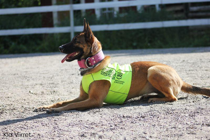 En hund iklädd reflexväst.