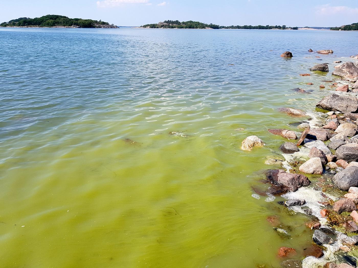 Grön sörja vid stranden.