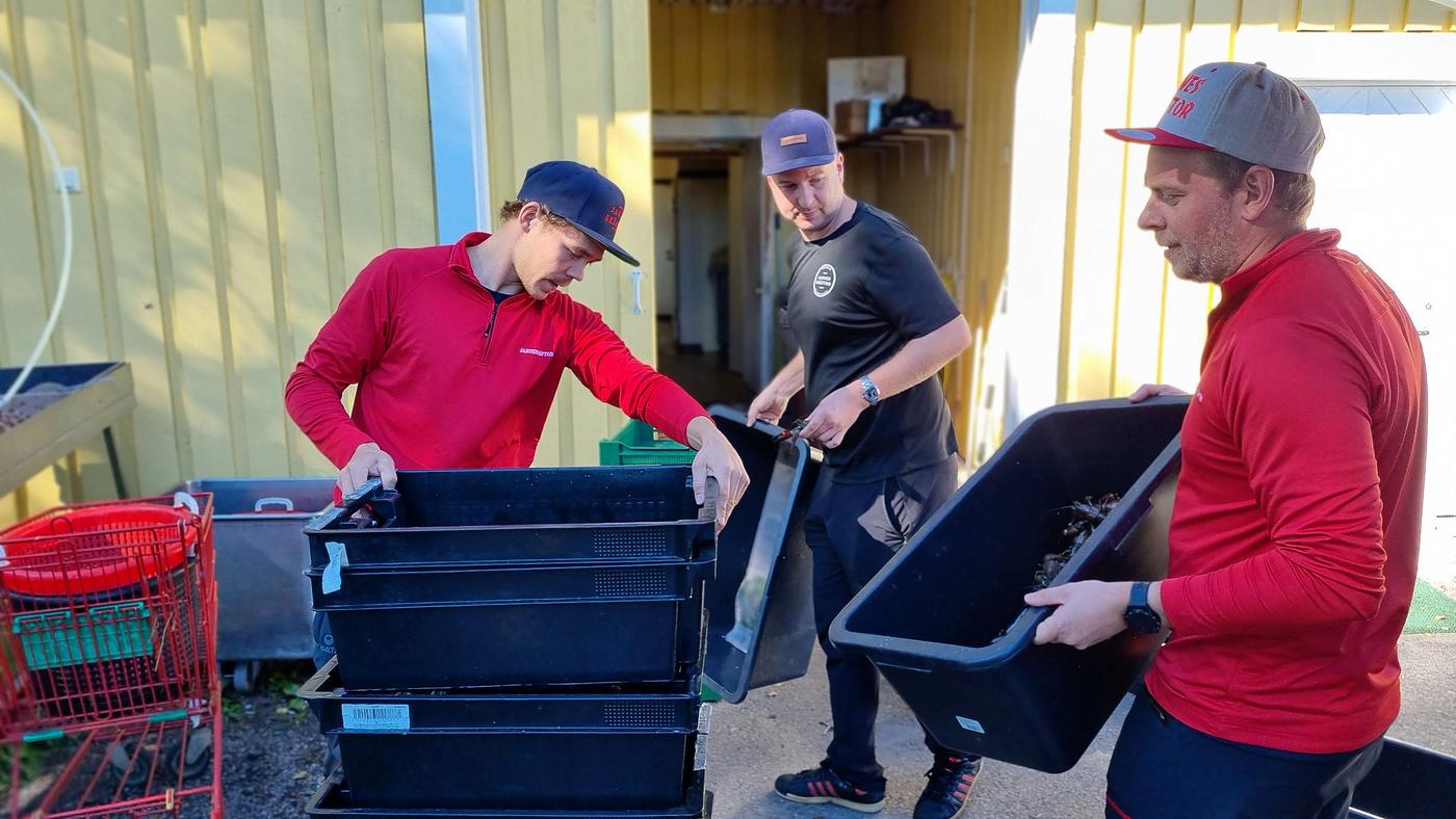 Zacharias Ekström, Henrik Ekholm och Theo Ekholm tar emot drygt 2 000 kräftor från Konnevesi.