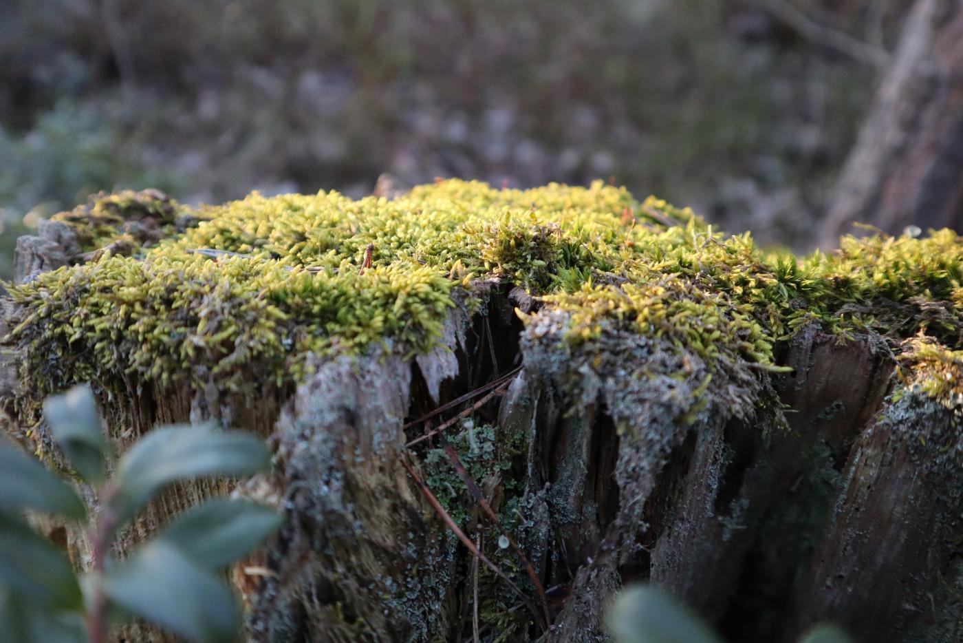 gammal trädstubbe med mossa