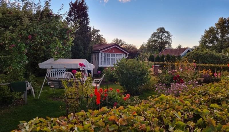 lummig grön koloniträdgård, fotad fin höstkväll i början av september