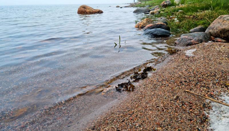 en havsstrand med stenar och växtlighet