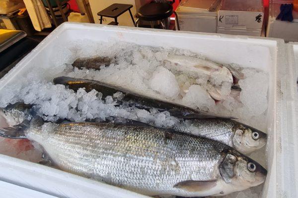 fisk