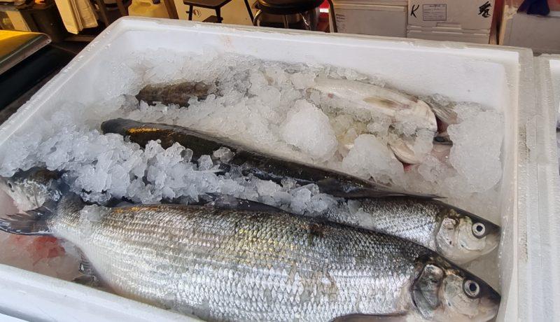 fisk