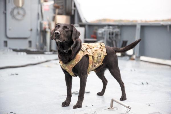 Stående labrador.