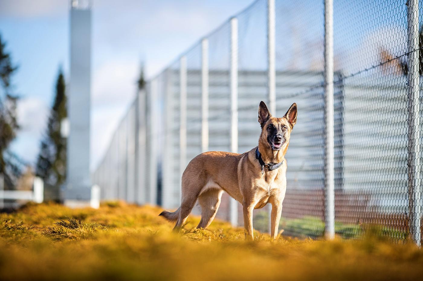 Hund står vid staket.