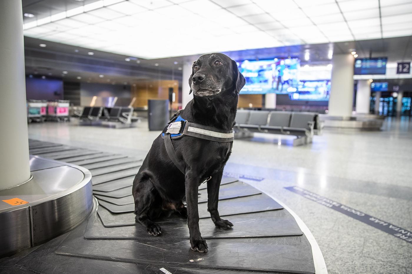 Hund sitter på rullband på flygplats.