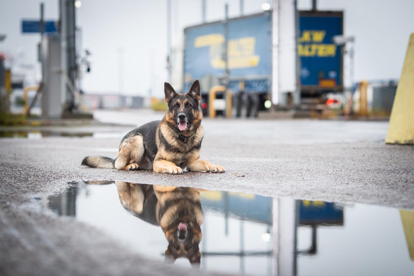 Hund ligger på marken.
