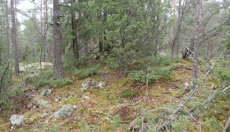 Skogsområde