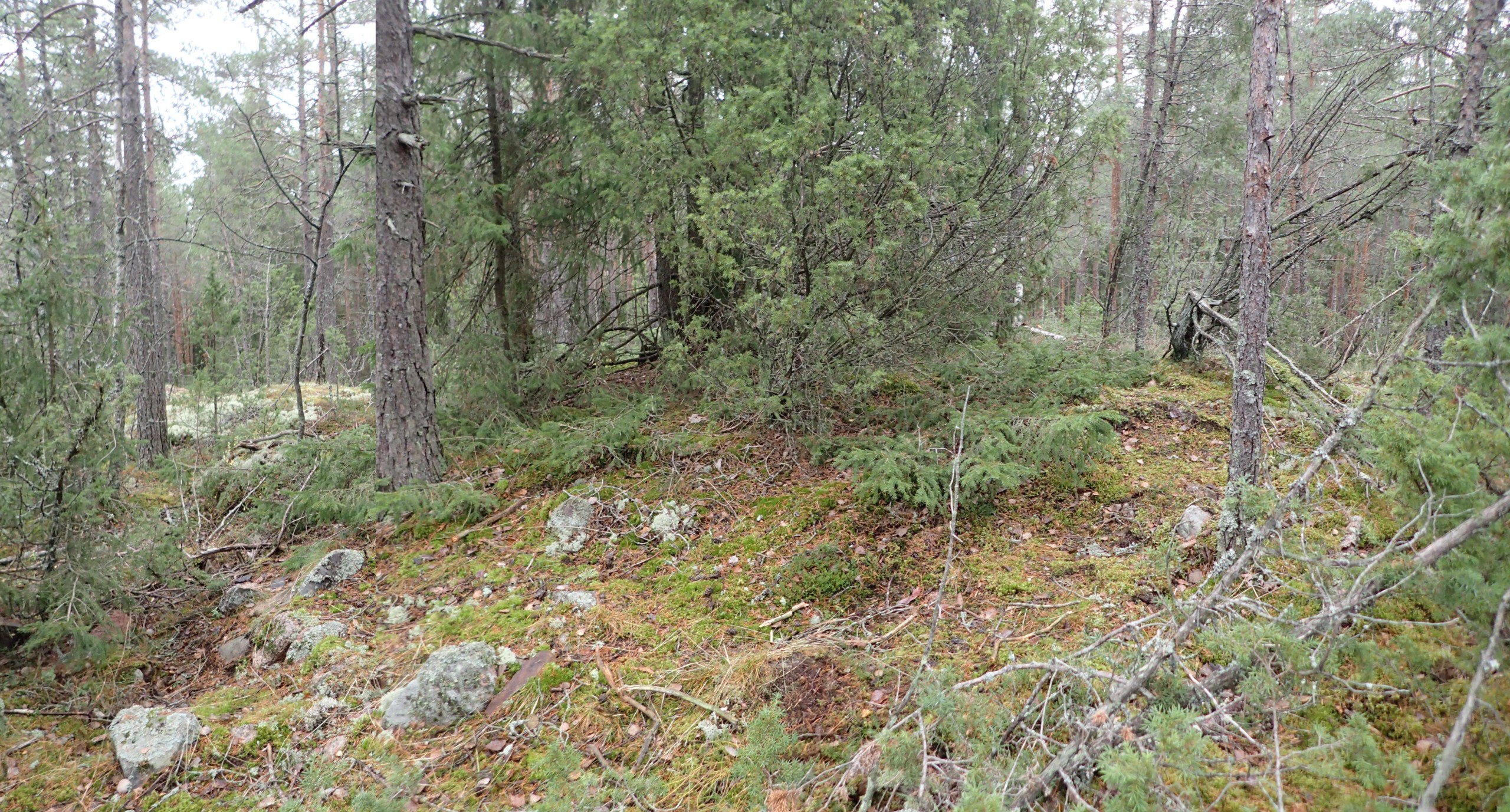 Skogsområde