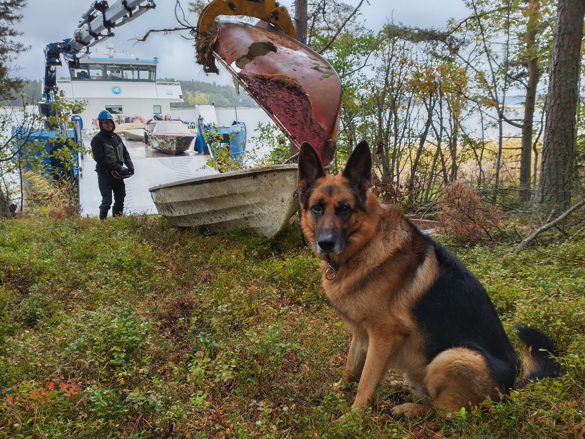 Schäferhund sitter vid strandområde, i bakgrunden lyfts två glasfiberbåtar med lyftkran.