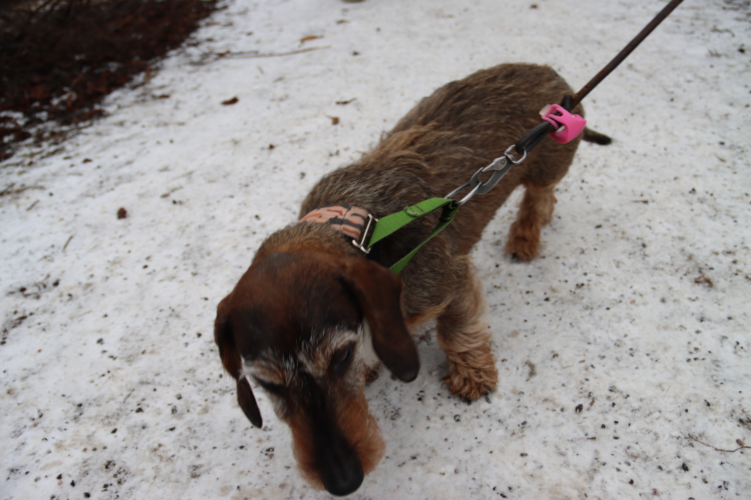 En hund i koppel.