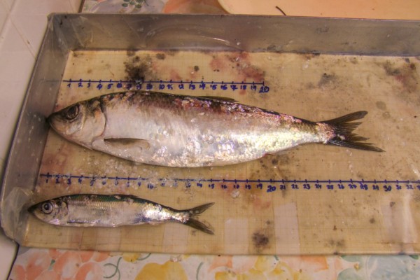 strömmingar på ett bord