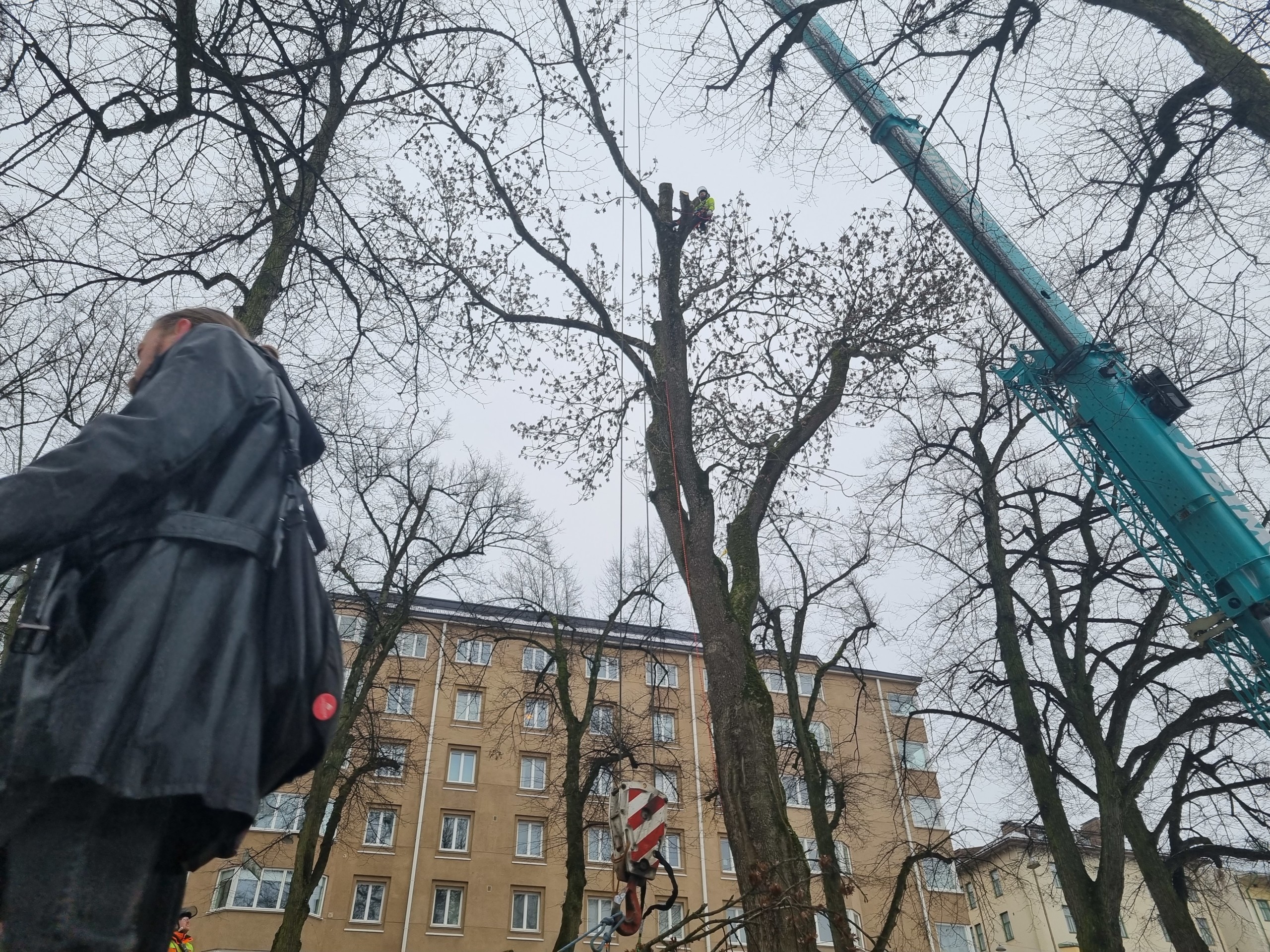 trädfällning