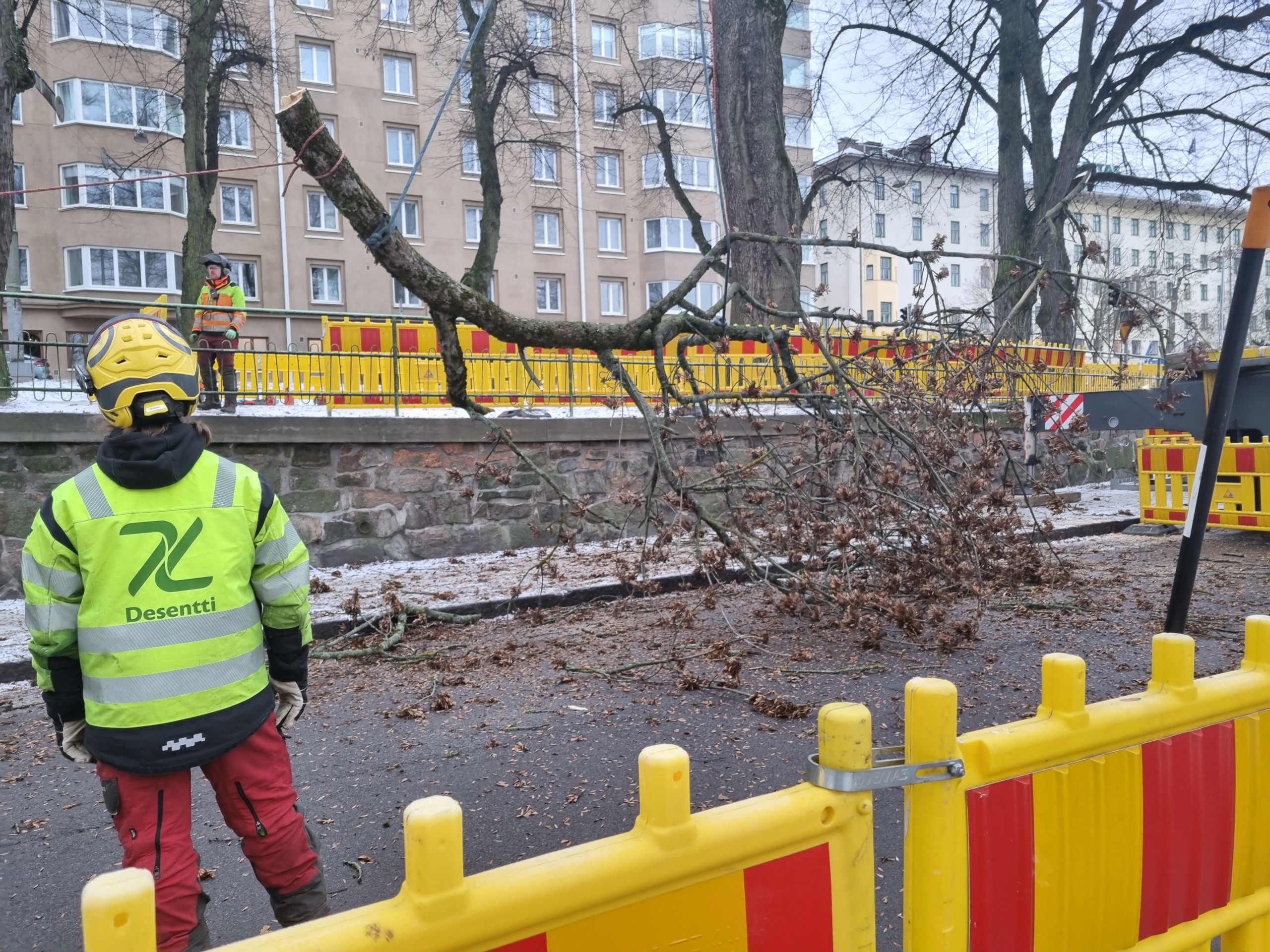 trädfällning