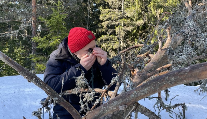 Man undersöker lav på en död trädstam