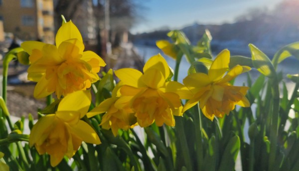 Gula blommor