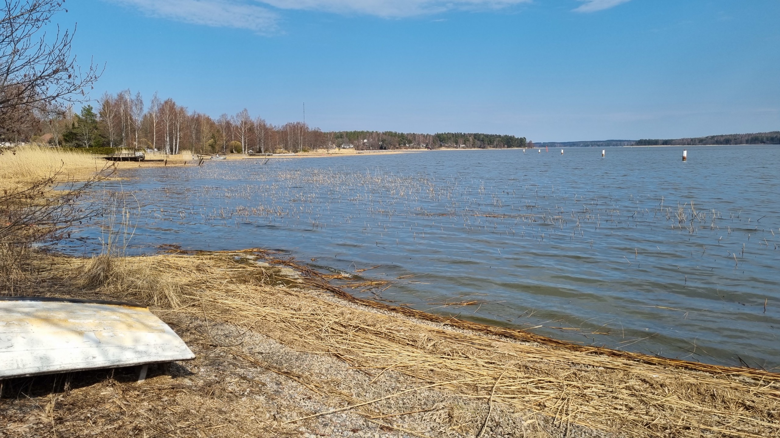 Strand med båt på land och vårig vassrugg.