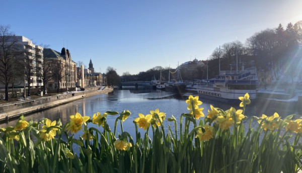 Gula blommor på en bro en solig dag