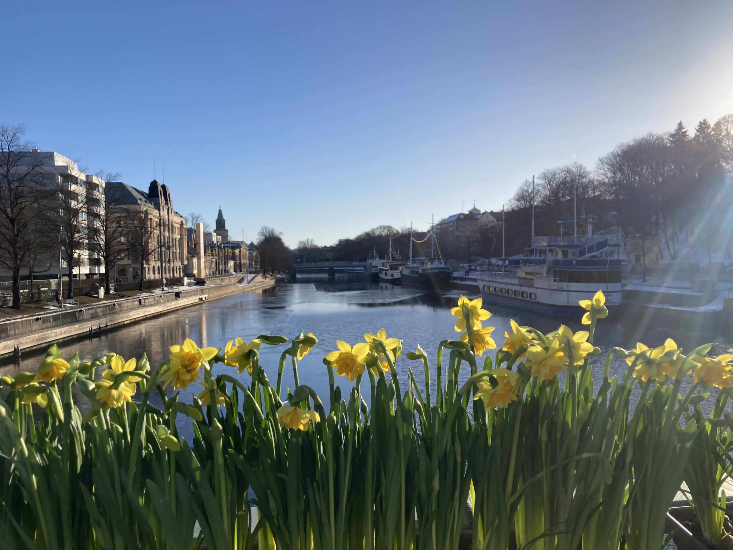 Gula blommor på en bro en solig dag